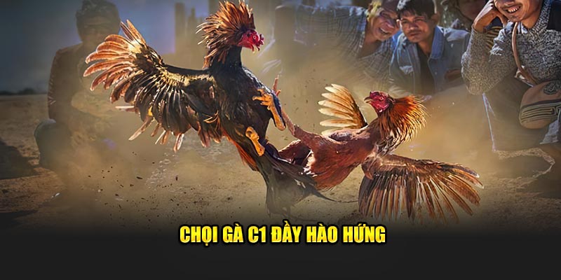 Chọi gà C1 đầy hào hứng